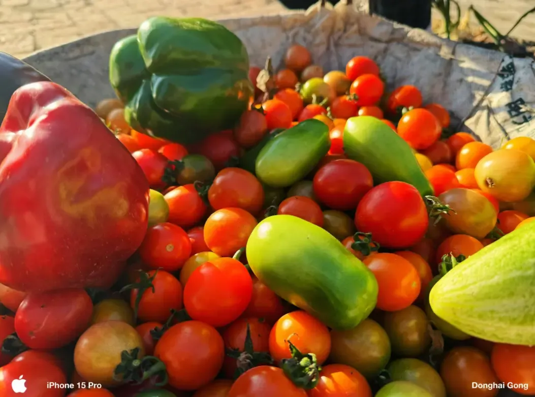 刚摘下来的柿子