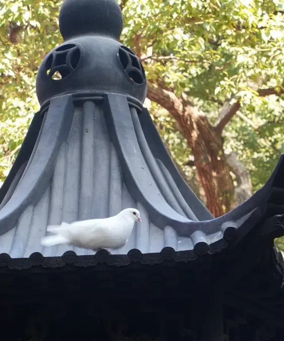 屋檐上的鸽子
