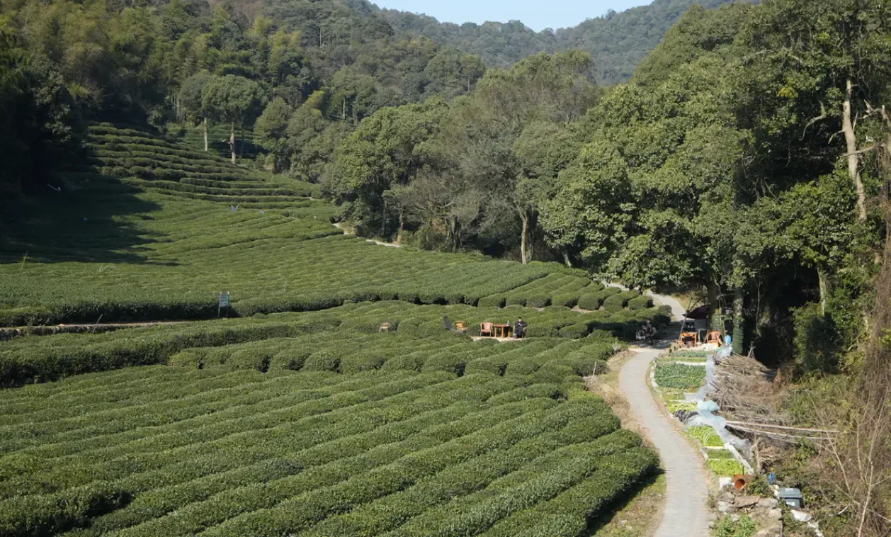 下山的林间小路