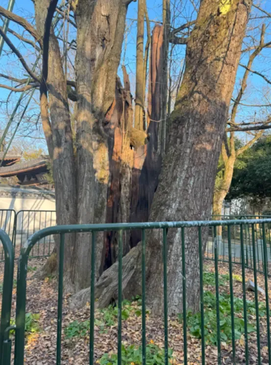 上千年的银杏树1