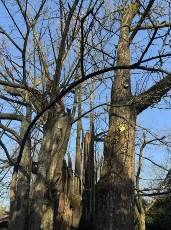 上千年的银杏树2