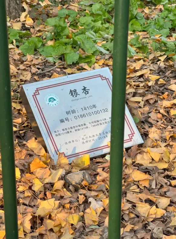 上千年的银杏树3
