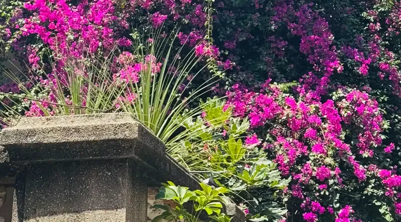 鼓浪屿某街角的三角梅